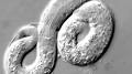 elegans